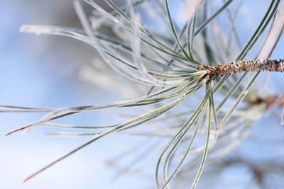 Close-up of dried plant on field