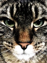 Close-up portrait of a dog