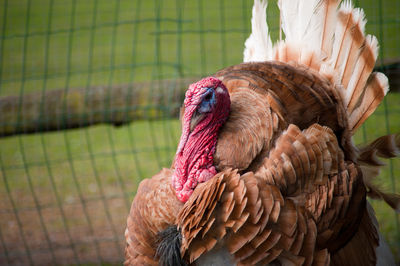 Close-up of rooster