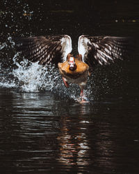 View of ducks swimming in lake