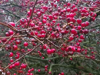 Close-up of red berries on tree