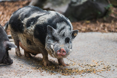 Portrait of pig on field