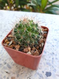 High angle view of potted cactus plant