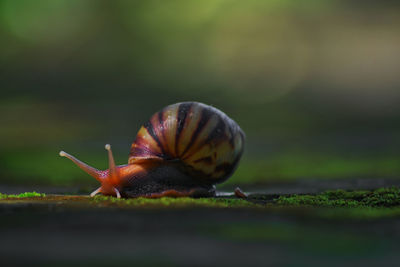 Close-up of snail on leaf