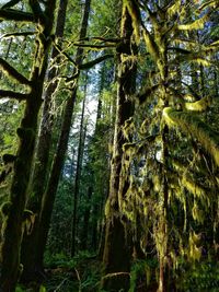 Low angle view of trees in forest