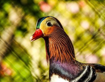 Close-up of a bird