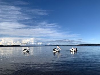 View of ducks swimming in sea