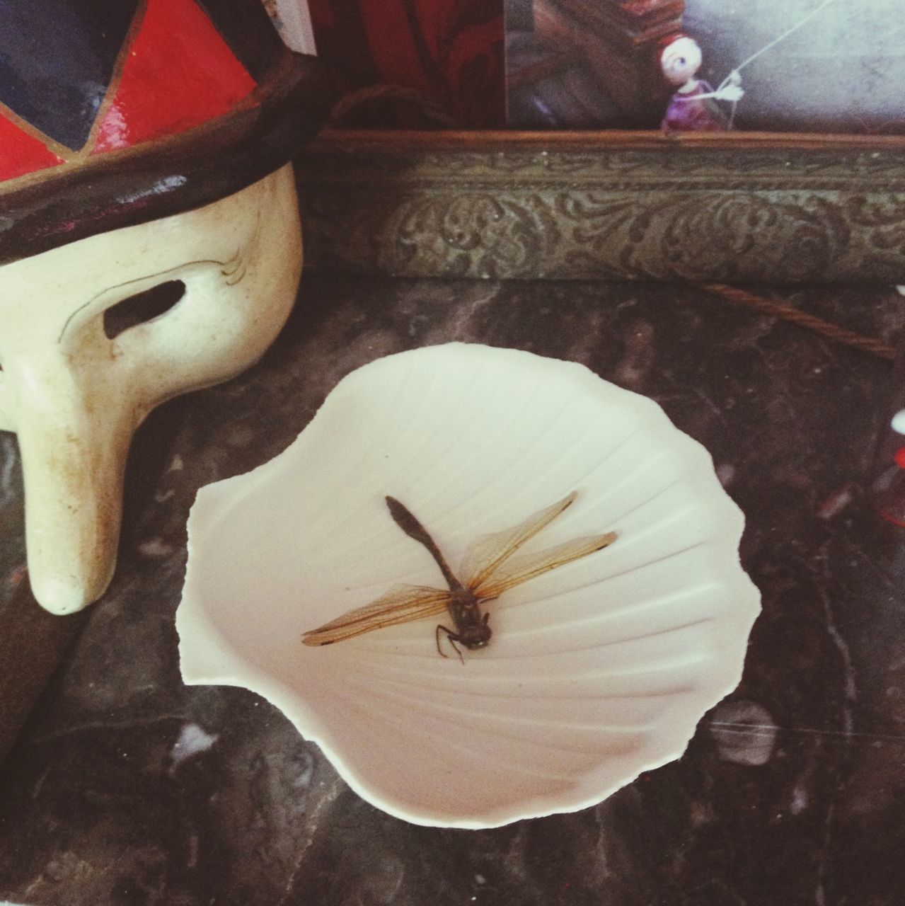 high angle view, indoors, animal themes, insect, table, close-up, wildlife, freshness, animals in the wild, still life, flower, wood - material, fragility, one animal, directly above, white color, no people, day, nature, petal