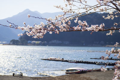 Cherry blossom by sea against sky