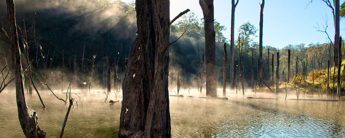 Panoramic view of trees in forest