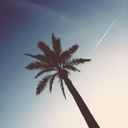 Low angle view of trees against blue sky