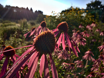 Close-up of purple flowering plants on field