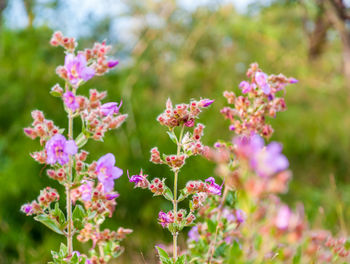 Close-up of pink flowering plants on field