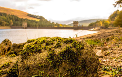 Close-up of moss growing on rock by river against sky