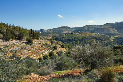 High angle view of trees on landscape against sky