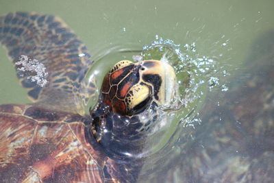 High angle view of turtle swimming in sea