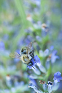 Close-up of bee on purple flower