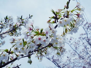 Low angle view of cherry blossoms against sky