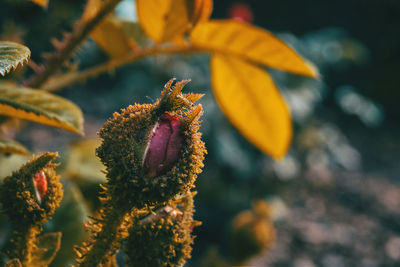 Close-up of yellow flowering plant