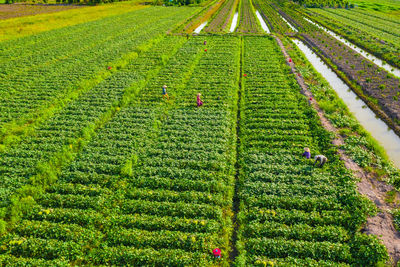 High angle view of corn field