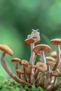 Close-up of frog sitting on mushroom