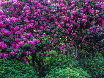 Pink flowers growing on tree