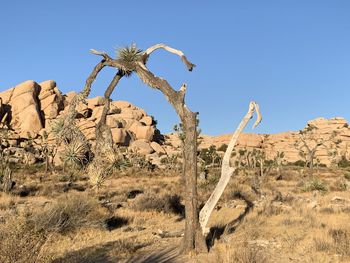 Dead tree in desert against clear blue sky