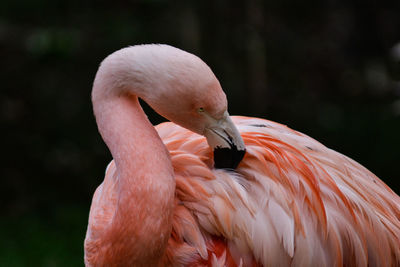 Close-up of bird