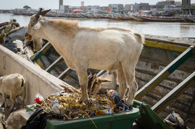 Goat standing in waste bin outdoors