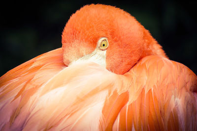 Close up of flamingo