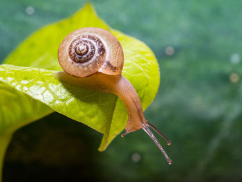 The snail crawls over the green leaf