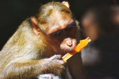 Close-up of monkey eating