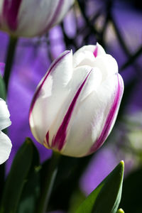 Close-up of purple tulip