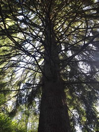 Low angle view of tree in forest