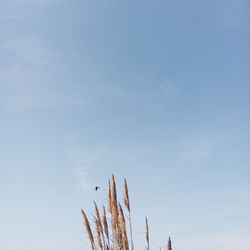 Low angle view of tree against blue sky