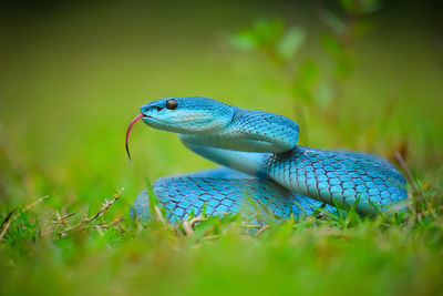 Close-up of lizard on grass