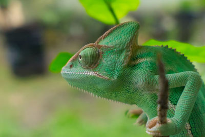 Green veiled chameleon