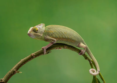 Close-up of lizard