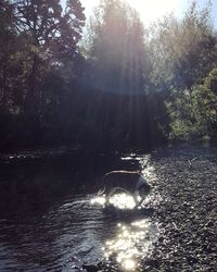 Dog in the forest