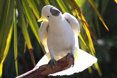 Close-up of bird perching outdoors