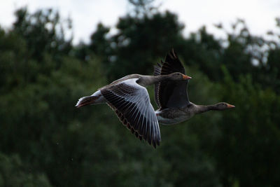 Close-up of goose flying