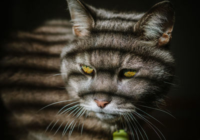 Close-up of shadow on cat