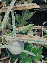 Close-up of plants