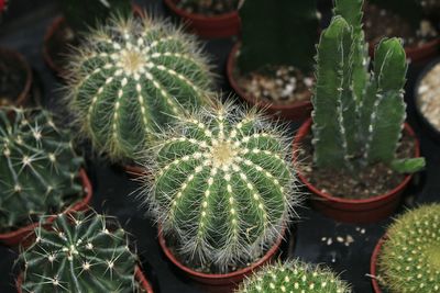 High angle view of cactus plant