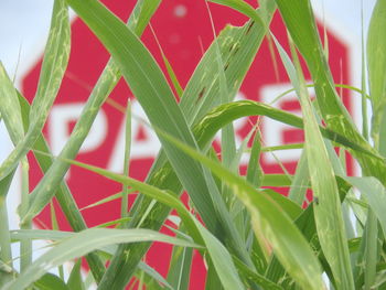 Close-up of fresh green plant