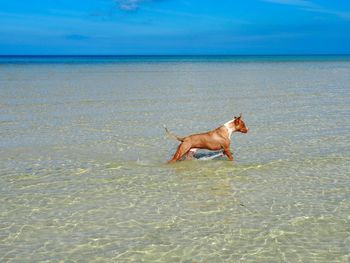 Dog on the beach