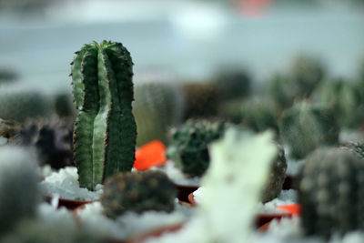 Close-up of plant