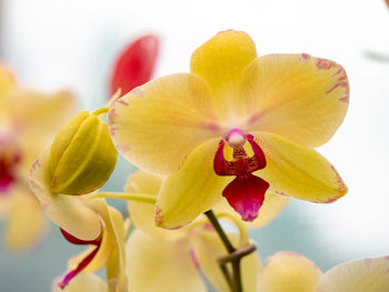 Close-up of yellow moth orchid