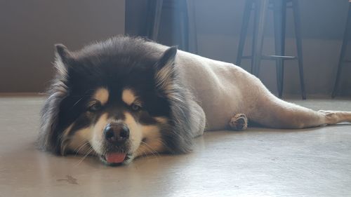 Portrait of dog resting on floor at home