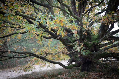 Tree in forest